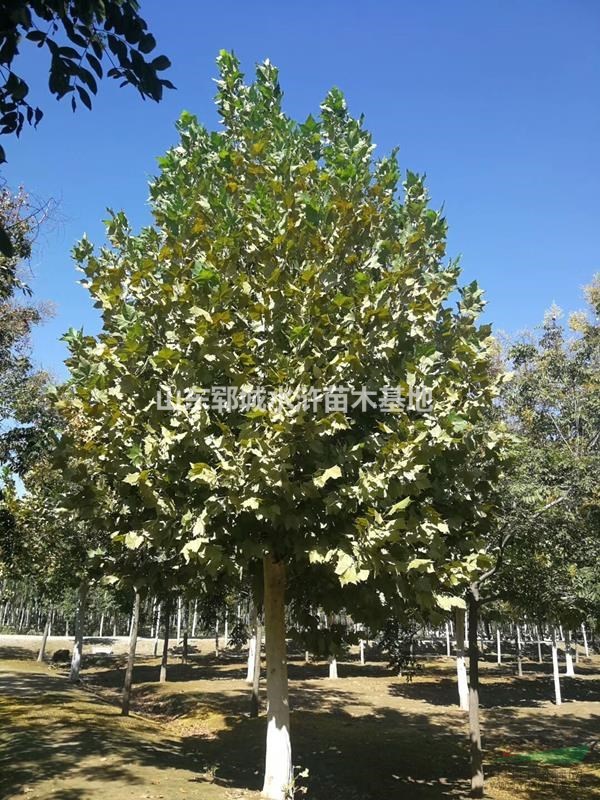 法桐價(jià)格法桐種植基地16公分法桐價(jià)格