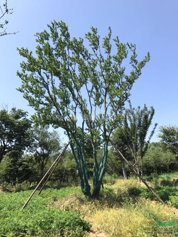 烏桕