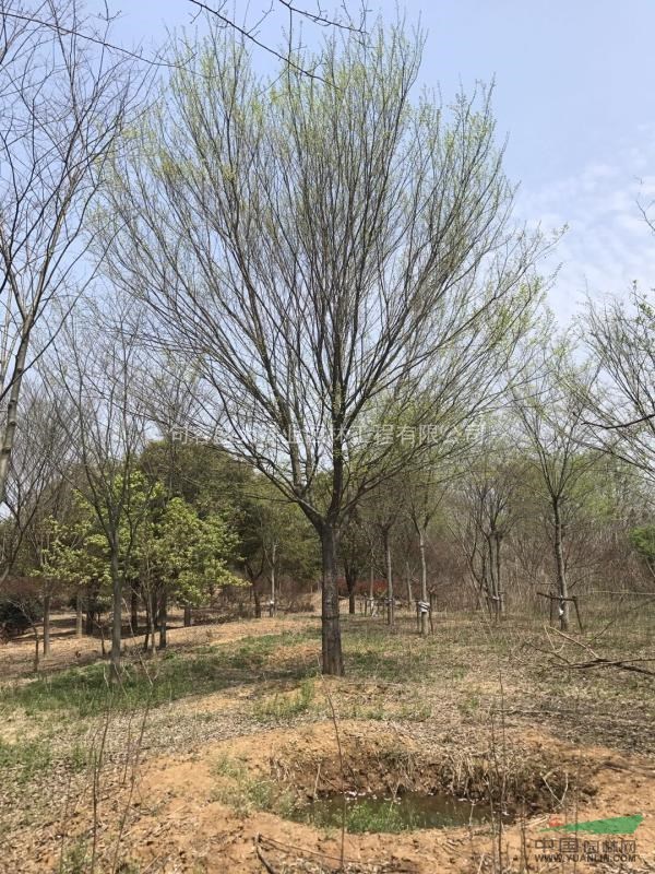 榔榆