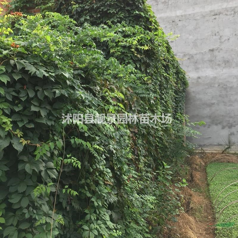 五叶地锦1米长多少钱?五叶地锦产地?五叶地锦哪里便宜?