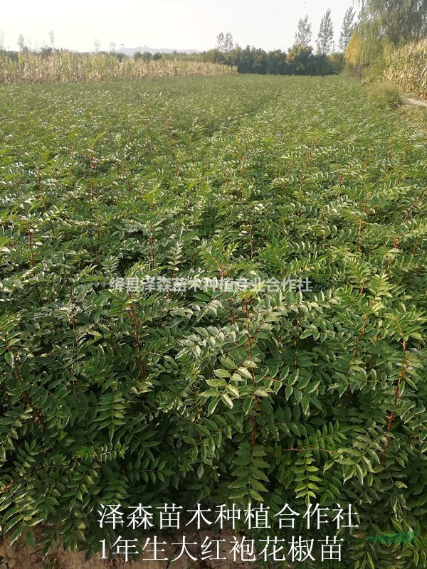 大紅袍花椒苗最新報價 2年花椒苗價格~1米花椒苗價格