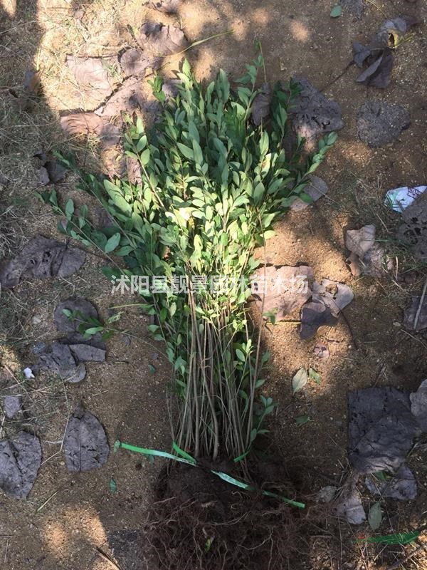 80公分高水蜡多少钱一棵?水蜡产地在哪里?水蜡苗哪里便宜?