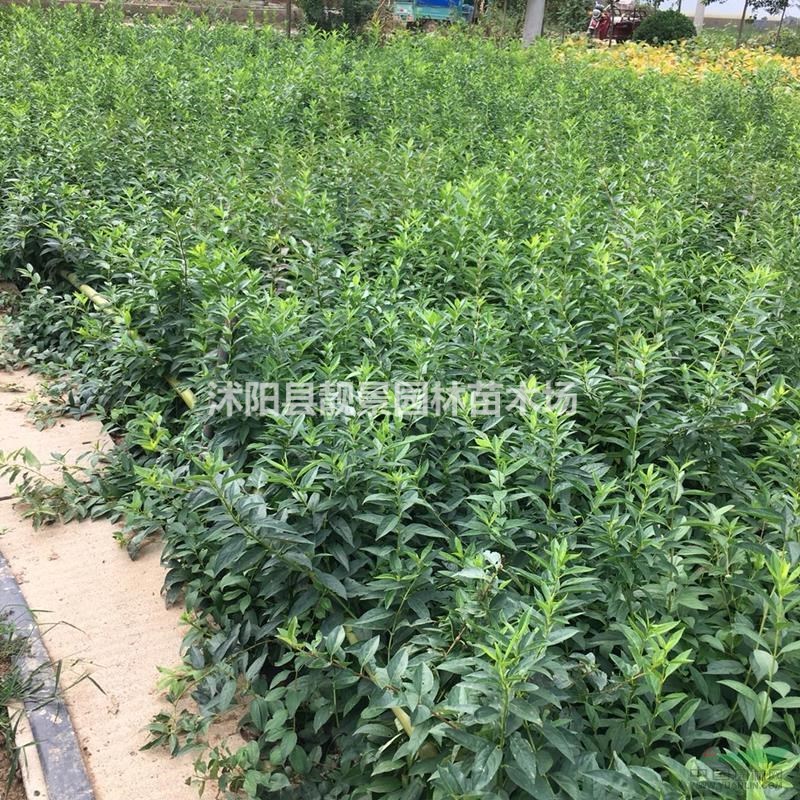 70厘米连翘多少钱一棵?连翘苗产地哪里?连翘苗规格齐全