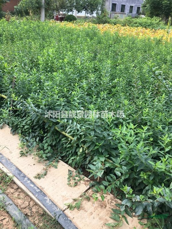 70厘米连翘多少钱一棵?连翘苗产地哪里?连翘苗规格齐全