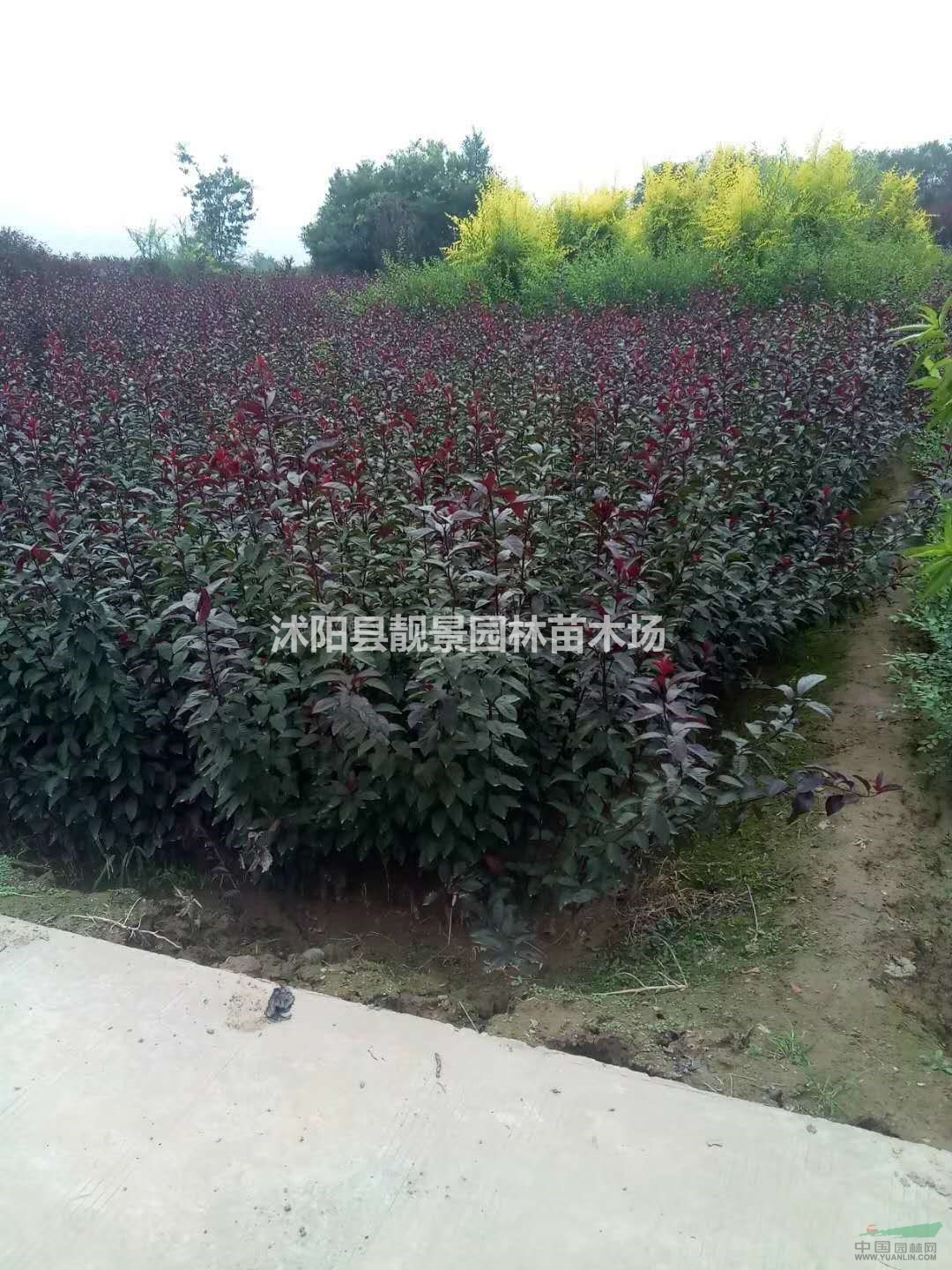 紫叶矮樱地栽苗多少钱一棵?紫叶矮樱产地在哪里?紫叶矮樱哪便宜