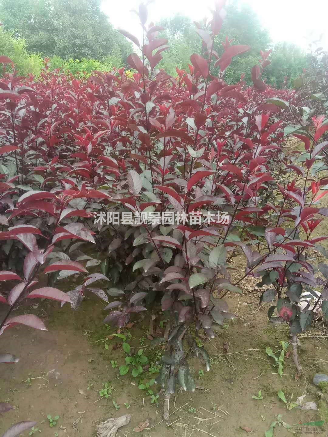 紫叶矮樱地栽苗多少钱一棵?紫叶矮樱产地在哪里?紫叶矮樱哪便宜