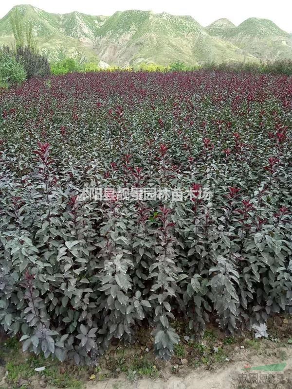 紫叶矮樱地栽苗多少钱一棵?紫叶矮樱产地在哪里?紫叶矮樱哪便宜