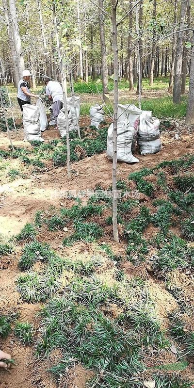 日本矮麦冬一斤多少棵?日本矮麦冬产地在哪?矮麦冬不长高?