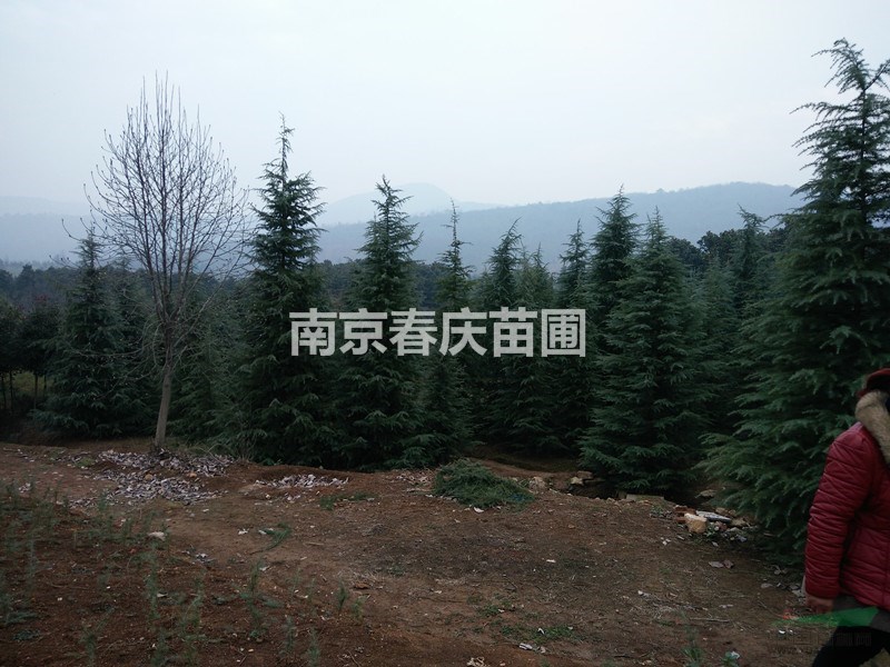 5米南京雪松價(jià)格 5米雪松樹苗價(jià)格