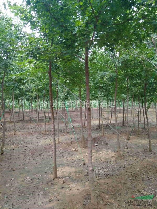 出售自己家種5公分五角楓5000棵