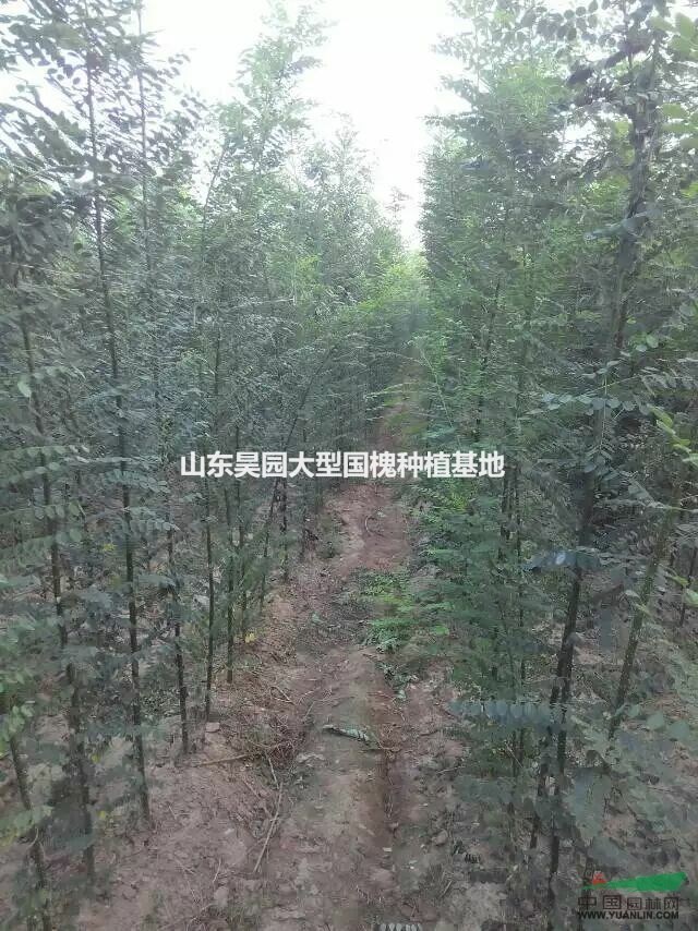 金葉榆基地  金葉榆行情價格