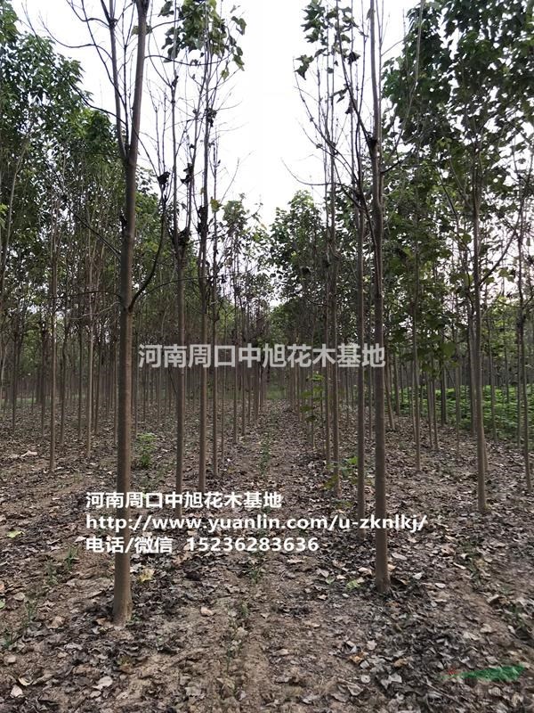 中旭園林10公分楸樹上貨中