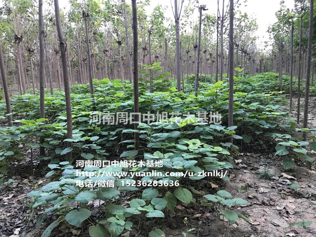 中旭園林楸樹苗直供