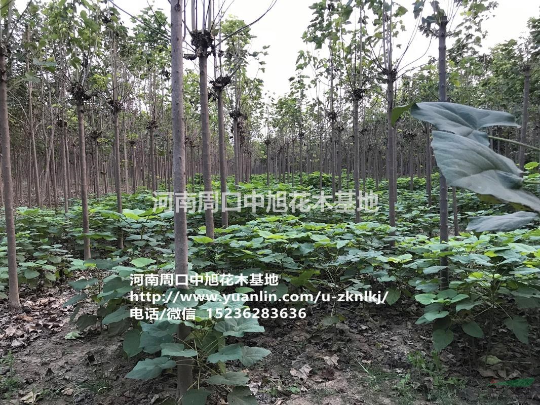 中旭園林楸樹苗直供