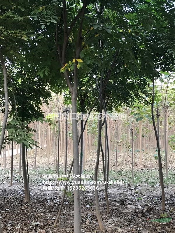 中旭園林10公分欒樹直供