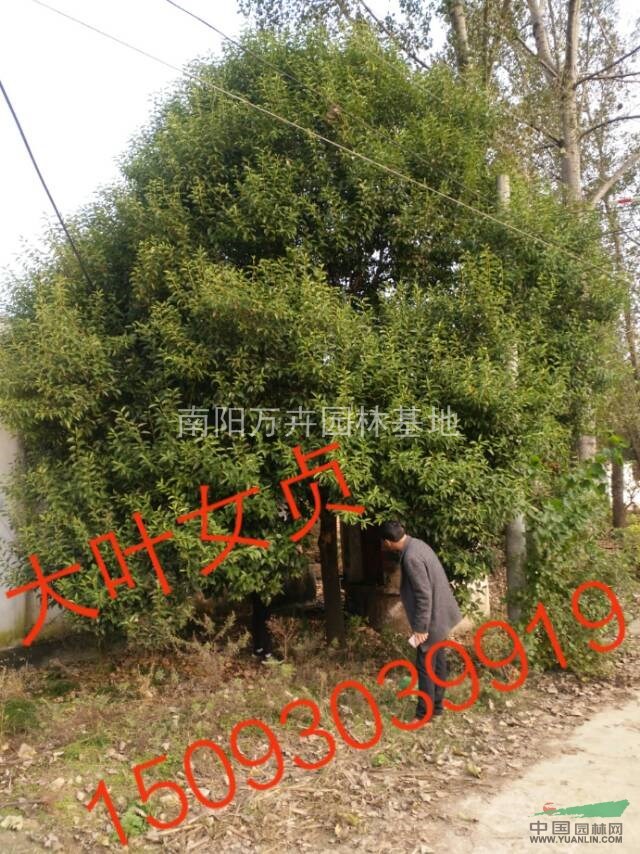 河南南陽(yáng)！大葉女貞！供應(yīng)3/30公分大葉女貞！