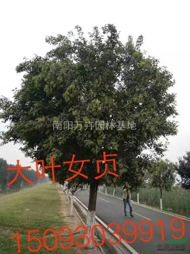 河南南陽(yáng)！大葉女貞！供應(yīng)3/30公分大葉女貞！