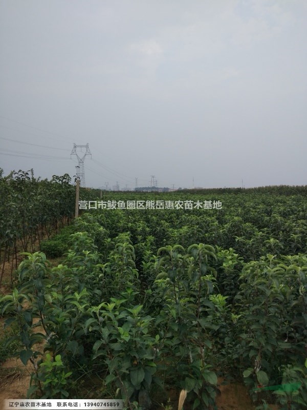 雞心果蘋果苗，遼寧矮化雞心果樹苗