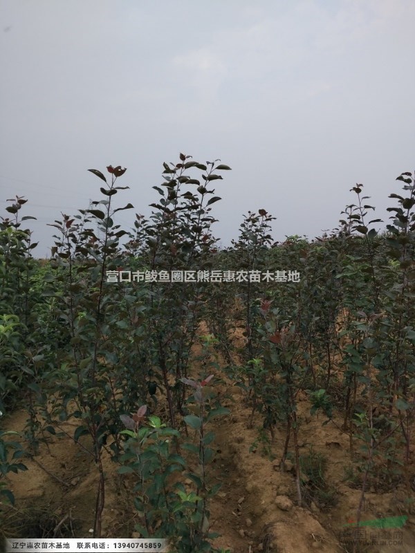 雞心果蘋果苗，遼寧矮化雞心果樹苗