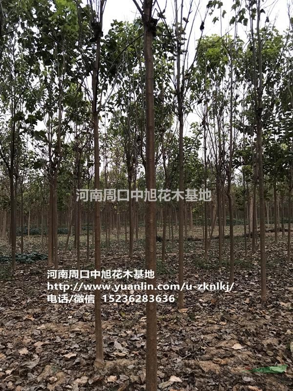 中旭園林直供7公分楸樹(shù)