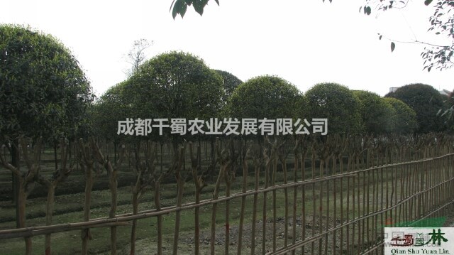20公分高分枝桂花 高分枝八月桂 八月桂苗圃基地 高桿桂花基