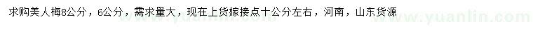 求購6、8公分美人梅