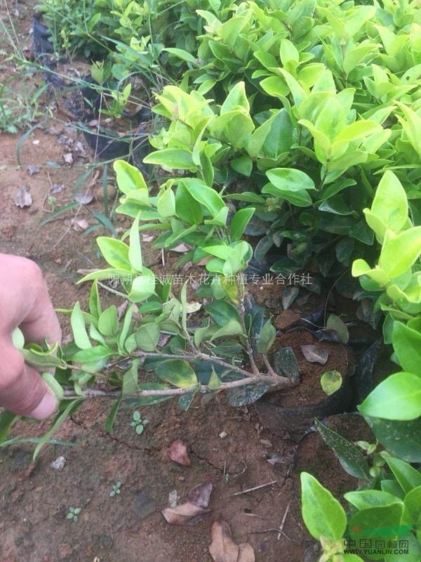 基地直供金葉女貞金森女貞各種規(guī)格小苗 六十至一米實球