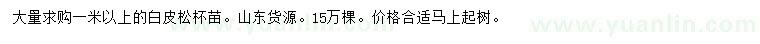 求購1米以上白皮松