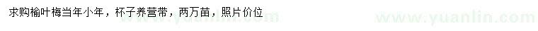 求購當(dāng)年生榆葉梅小苗