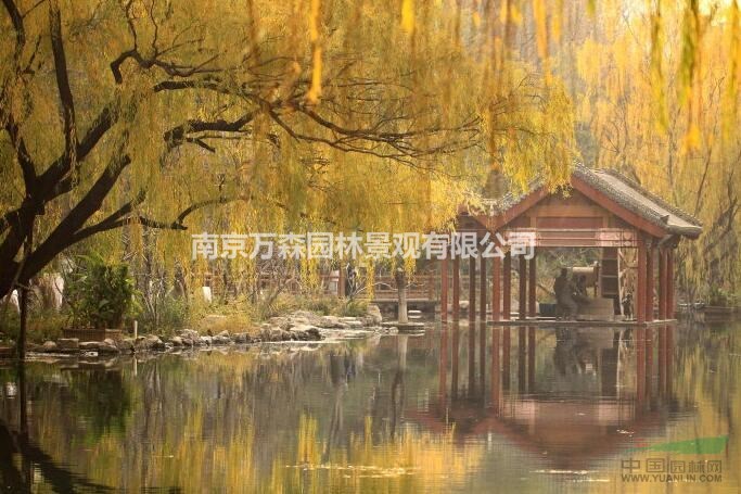 南京万森园林景观金丝垂柳
