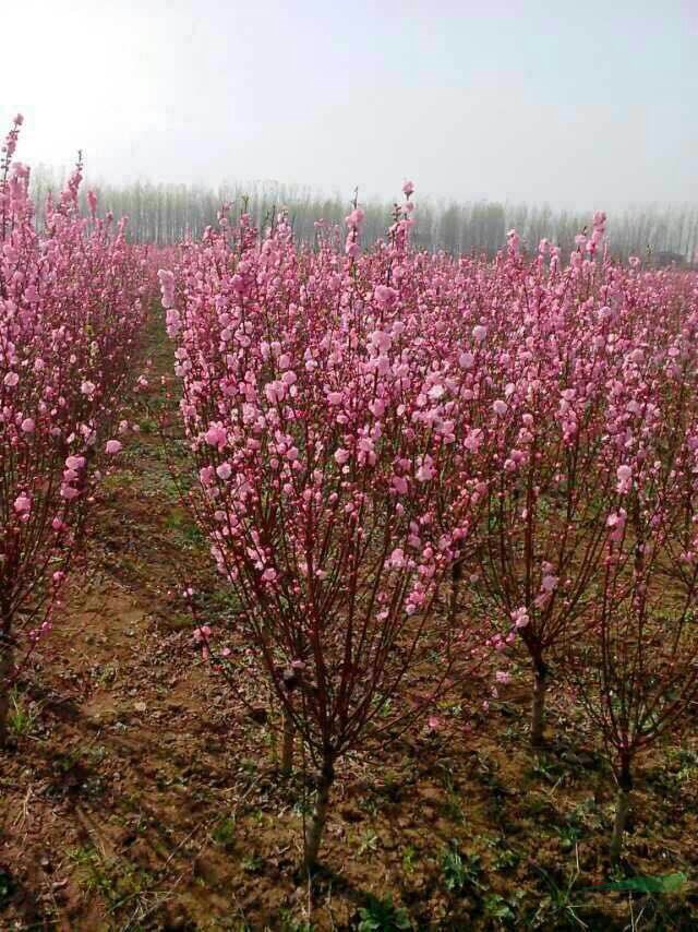 江蘇省沭陽縣榆葉梅基地