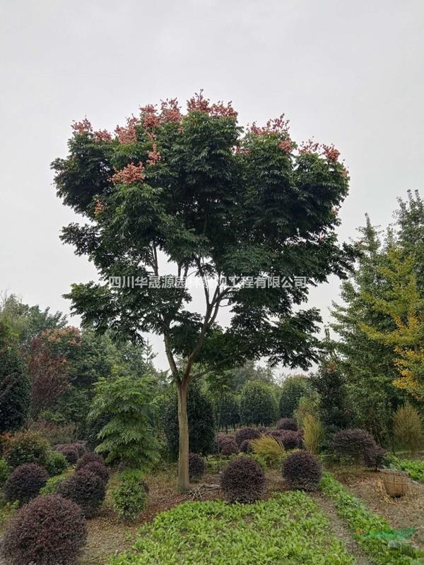 供应栾树、移植栾树、实生栾树