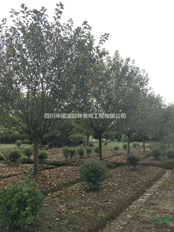 供應(yīng)各種規(guī)格櫻花、櫻花基地、櫻花