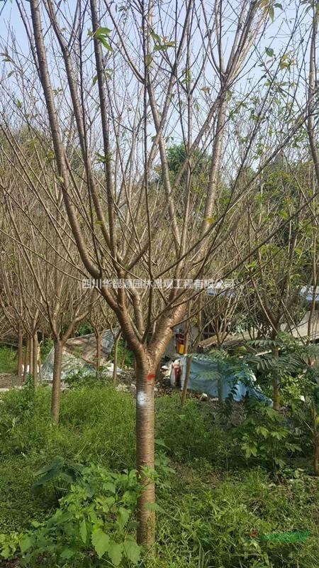供應(yīng)各種規(guī)格櫻花、櫻花基地、櫻花