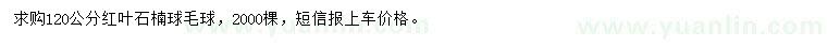求購120公分紅葉石楠球