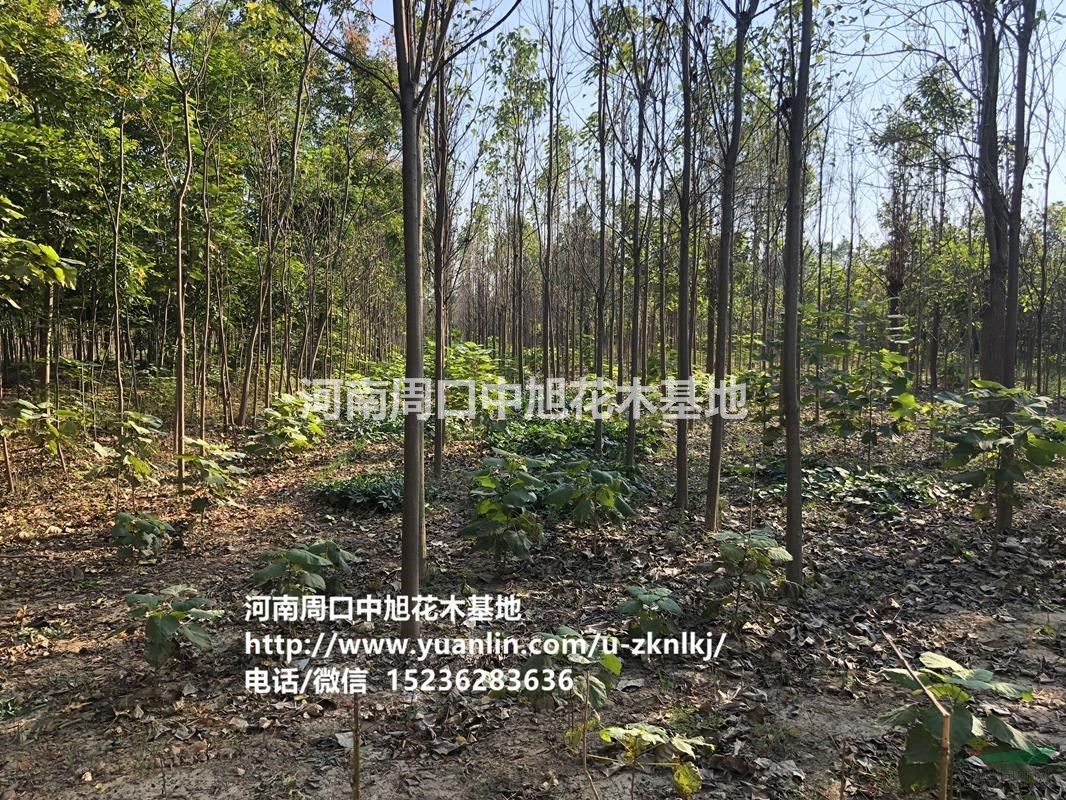 中旭園林，優(yōu)質(zhì)楸樹特供，歡迎垂詢