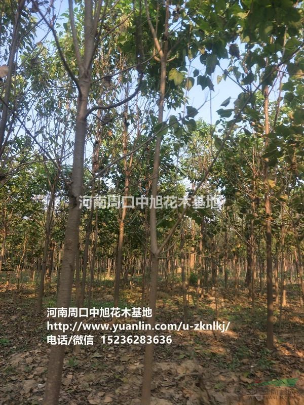 中旭園林，精品梓樹(shù)1-30公分，歡迎垂詢