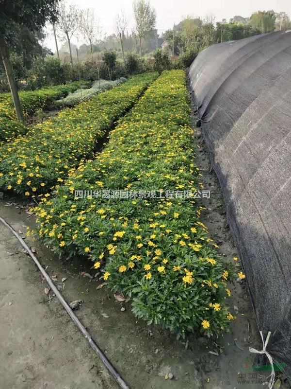 四川木春菊基地，木春菊工程苗批發(fā)，木春菊價(jià)格，各種規(guī)格木春菊