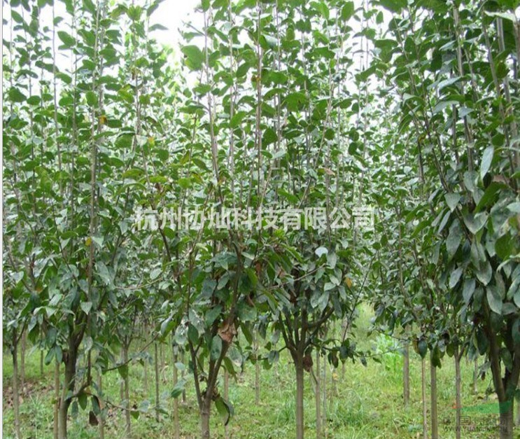 供精品垂絲海棠3公分到25公分和西府海棠2--20公分