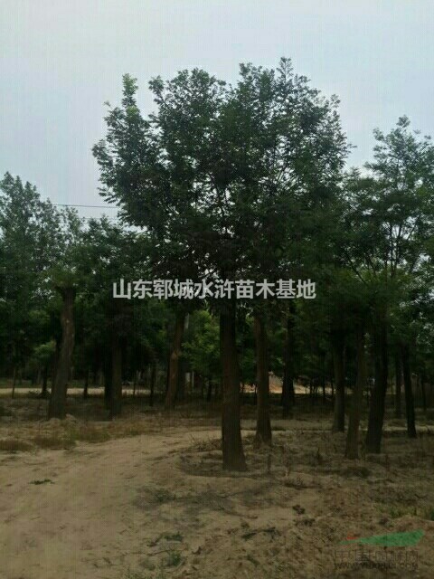 山東大國槐樹基地山東大國槐樹批發(fā)