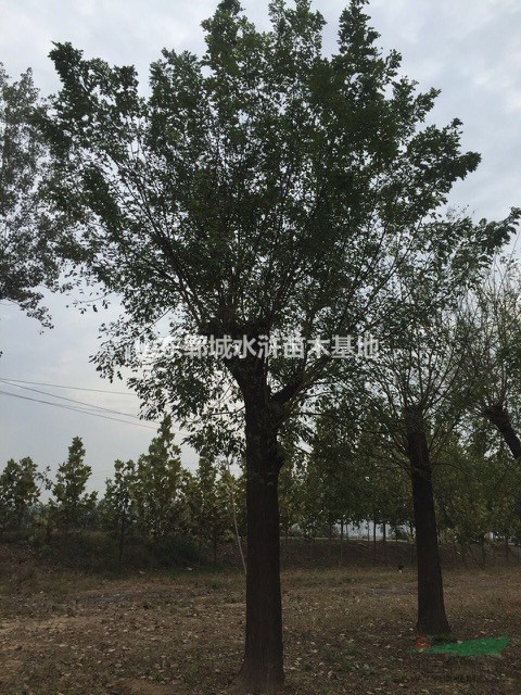 山東大國槐樹基地山東大國槐樹批發(fā)
