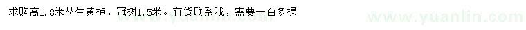 求購高1.8米叢生黃櫨