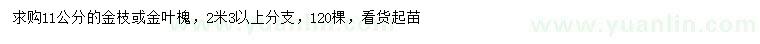 求購11公分金枝或金葉槐