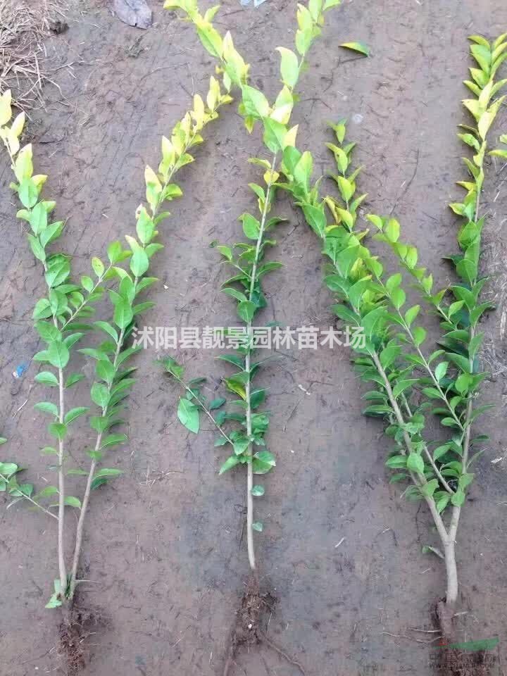 金叶女贞一平方多少棵?产地在哪里?