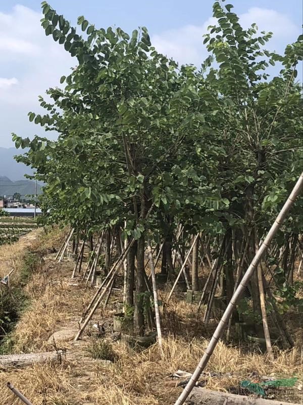 福建雞冠刺桐批發(fā) 福建含笑價格 福建紅花紫荊報價