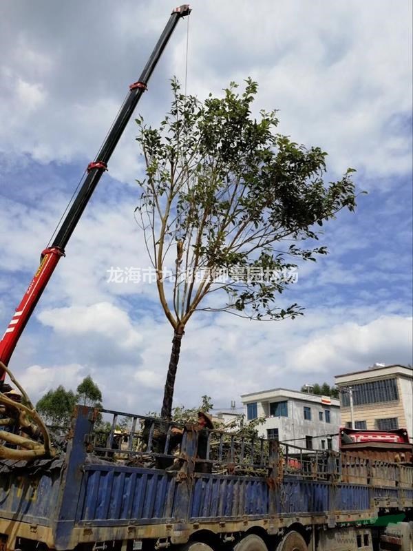 福建芒果树价格，福建大叶榕报价，福建高山榕批发