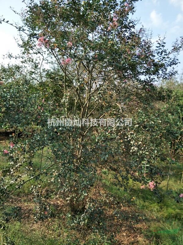 供小葉雞爪槭骨里紅紅梅日本早櫻日本晚櫻原生羽毛楓青梅紅花紫薇