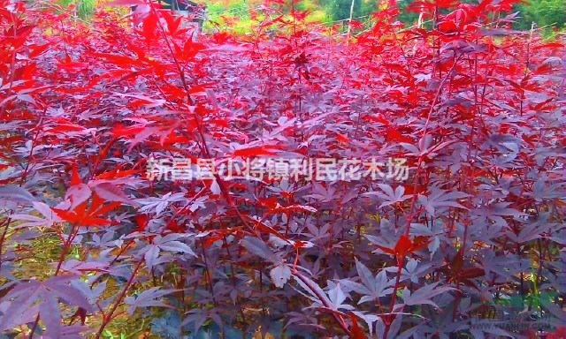 日本红枫2公分三季红枫2公分小苗红舞姬苗农出售