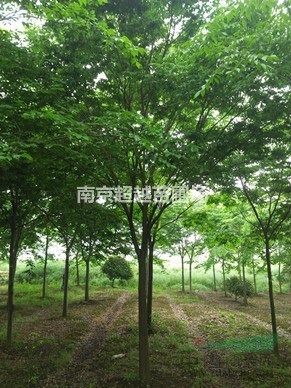 櫸樹，原名紅櫸樹，15公分櫸樹價格
