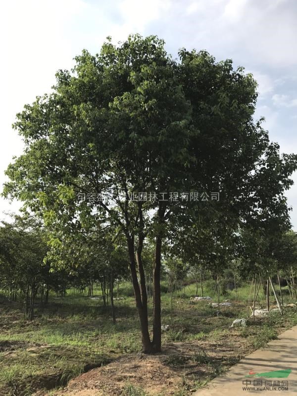 叢生香樟江蘇櫸樹基地 櫸樹產(chǎn)地